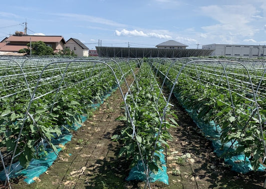 ホームページを開設いたしました。