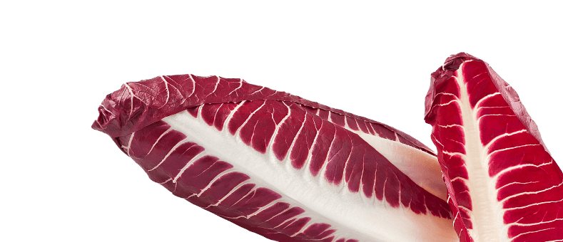 キャベツ